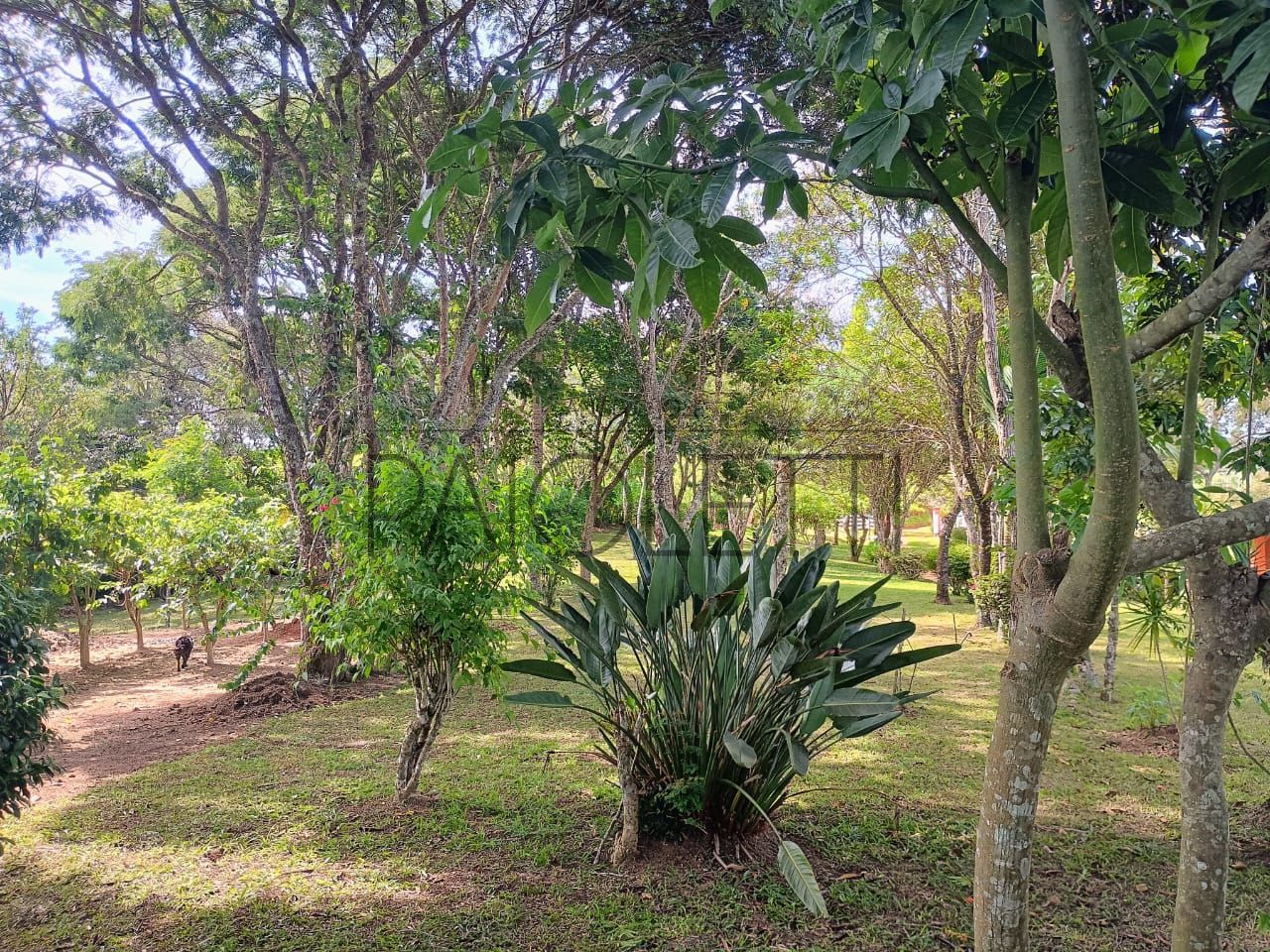 Sitio - Viver no campo (29)